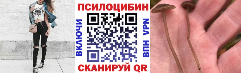 KRAKEN как зайти дарк нет наркотические препараты Курган Галлюциногенные грибы мицелий купить сайты